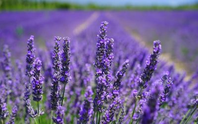 Lavender